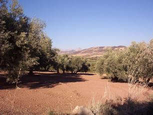 Olive groves