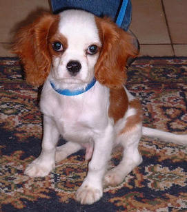 Photo of Cavalier King Charles Spaniel puppy