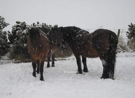 Snowy day