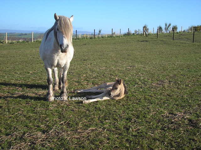 Sylvie & Foal, May 2010