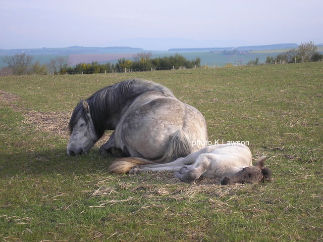Moonlight & Foal, May 2010