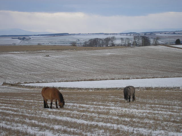 Hazel and Moonlight, Jan 2010