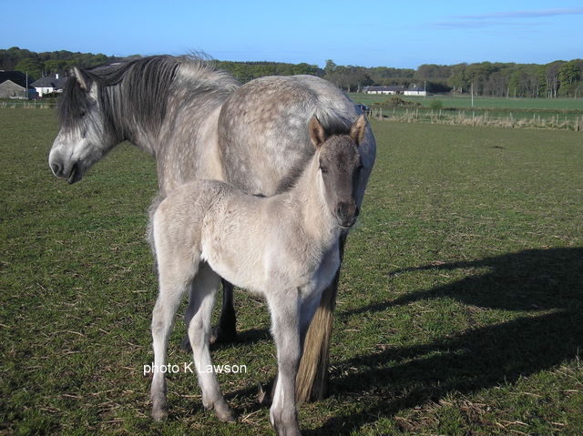 Moonlight & Foal, May 2010