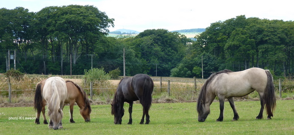 Youngsters July 2010