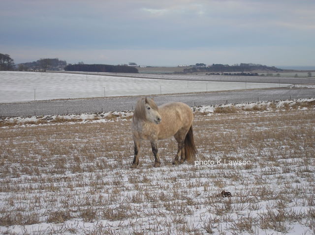 L Madasun, Jan 2010