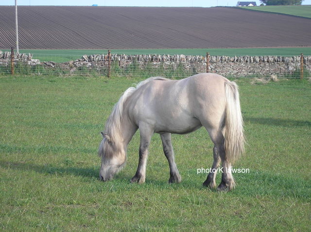 Lochlands Silver Raven, May 2010