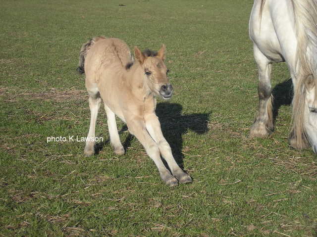 Sylvie's foal, May 2010