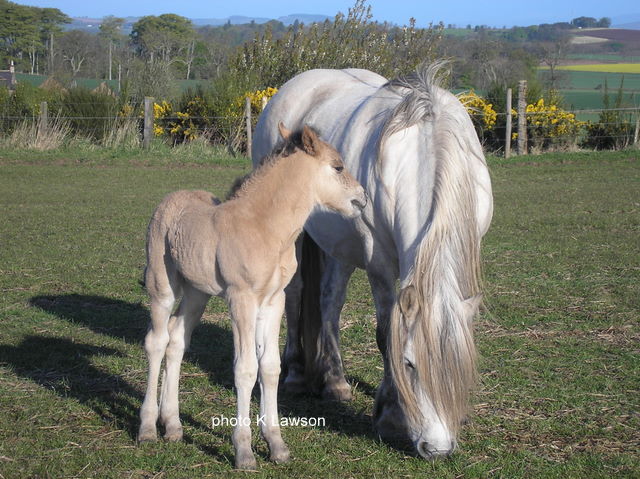 Sylvie's foal, May 2010