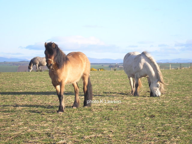 Hazel of Combebank, April 2010