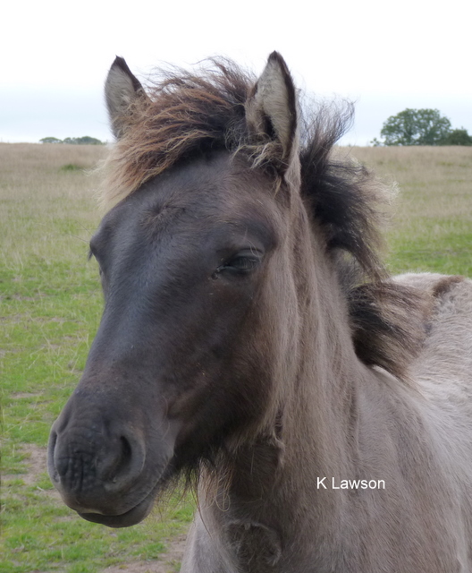 Lochlands Moonshadow, Sept 2010