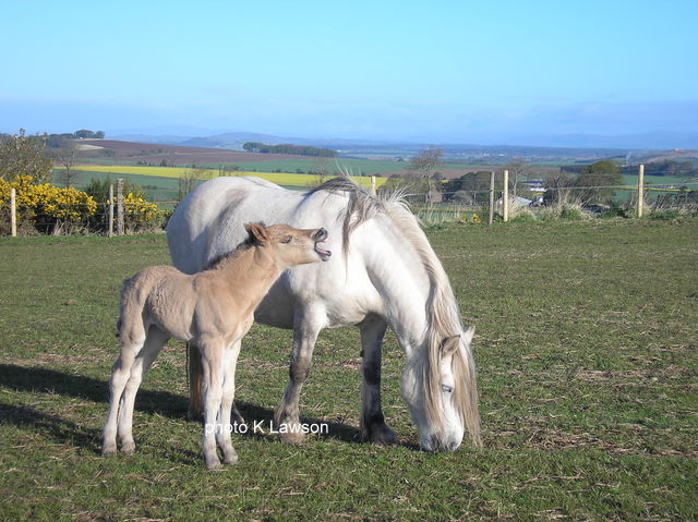 Sylvie's foal, May 2010