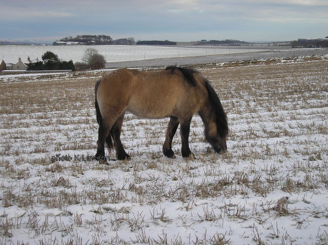 Snow Maiden, Jan 2010
