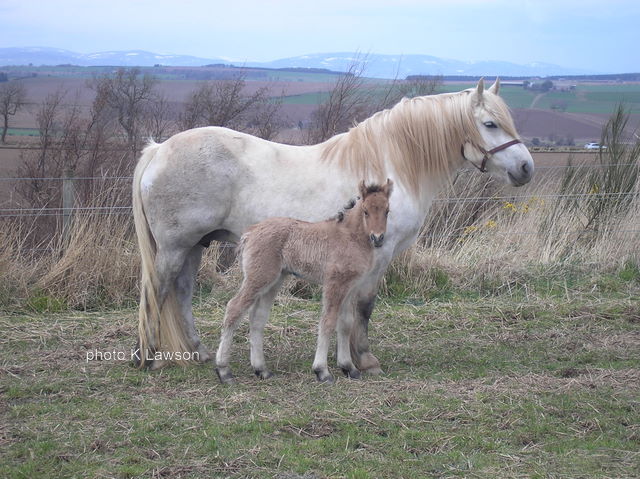 Magic & Gypsy Baron, 9th April 2010.