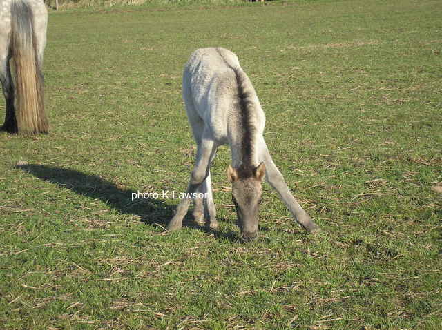 Moonlight's foal, May 2010