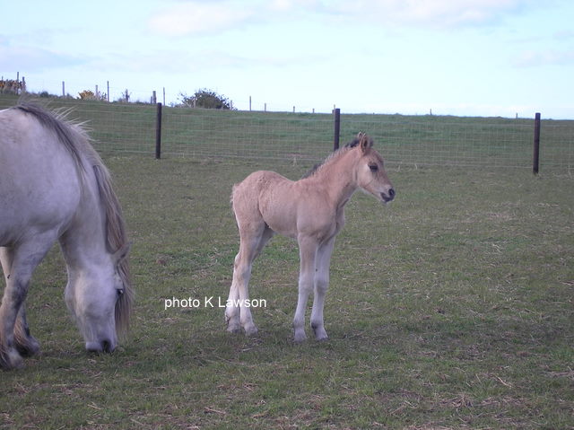Sylvie's foal, May 2010