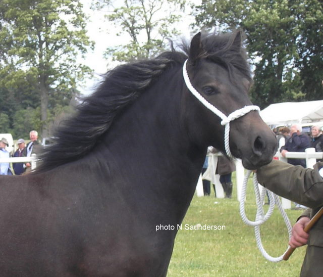 Lochlands Mandora, Breed Show 2010