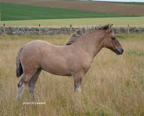 Lochlands Silver Tassie