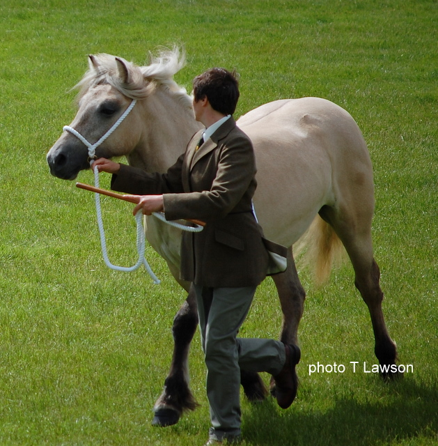 Lochlands Silver Raven, RHS 2010