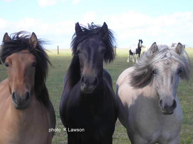Yearling Fillies, July 2010