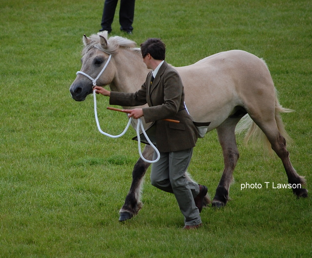 Lochlands Silver Raven, RHS 2010