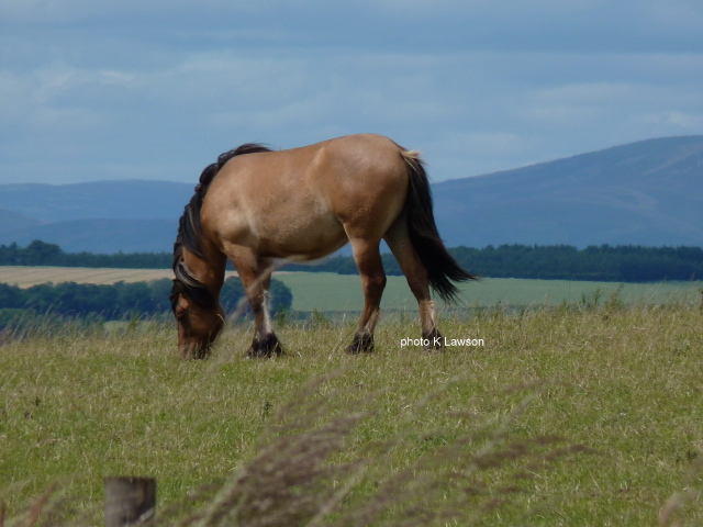 Lochlands Golden Flute, July 2010