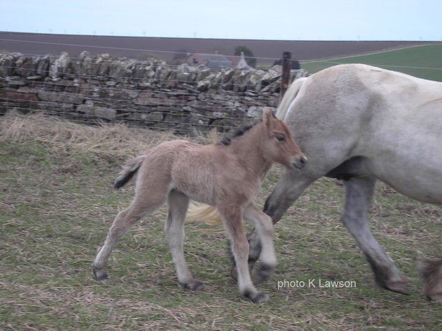 Magic & Gypsy Baron, 9th April 2010
