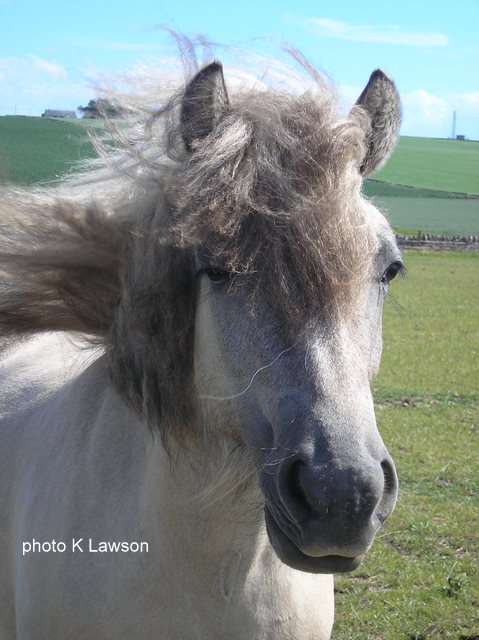 Lochlands Silver Raven, July 2010