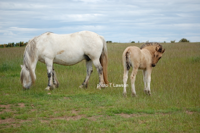 Sylvie & Foal, May 2010