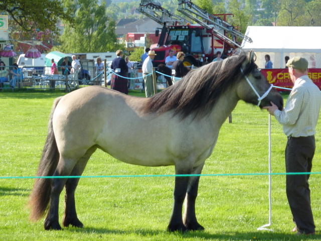 L Snow Maiden, Fife Show 2010