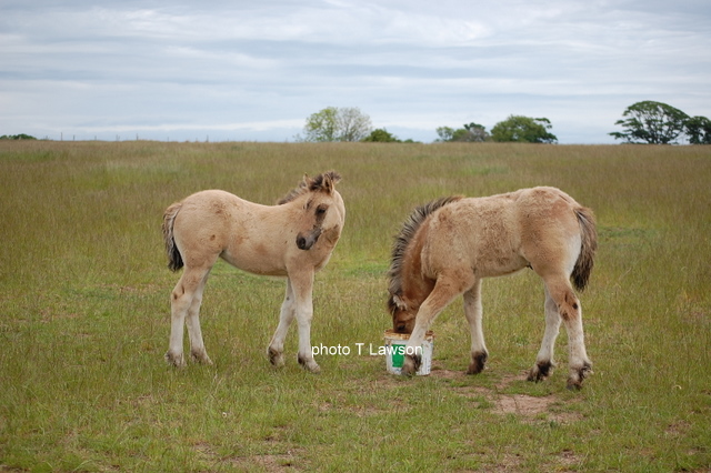 L Silver Tassie & L Gypsy Baron