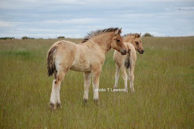 Gypsy Baron and Silver Tassie