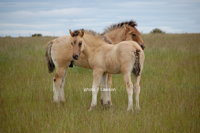 L Silver Tassie & L Gypsy Baron