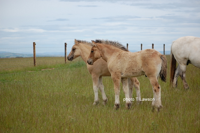 Gypsy Baron and Silver Tassie