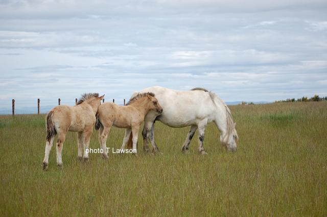 Sylvie, Tassie & Baron