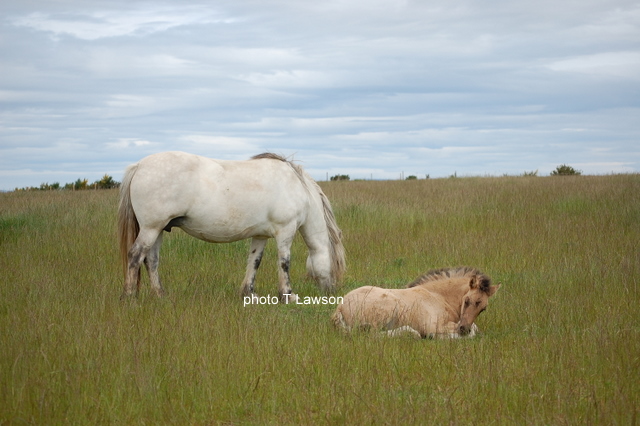Sylvie & Tassie