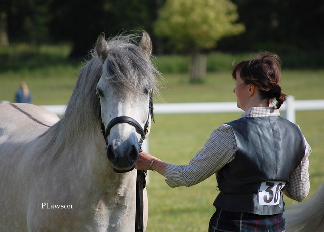 Lochlands Vivaldi, Lorna Boyd HPS Breed Show 2011