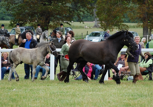 Lochlands Fiery Angel, HPS Breed Show 2011