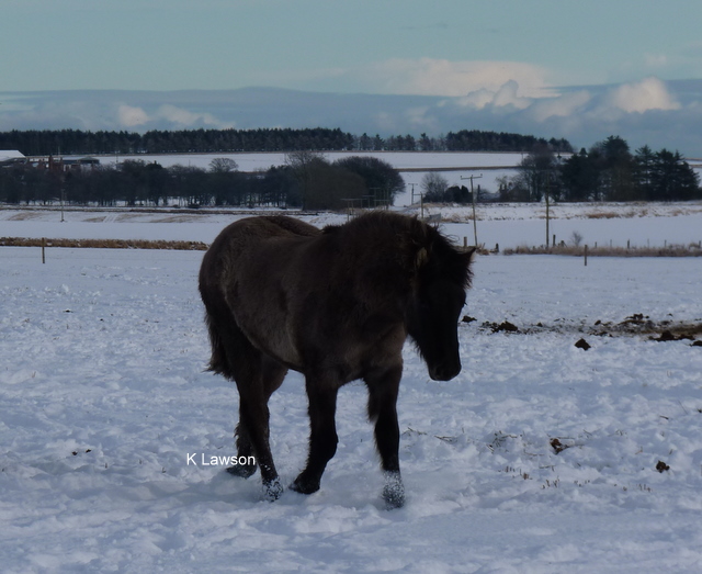 Lochlands Moonshadow, Dec 2010