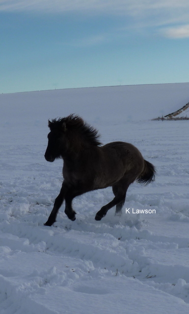Lochlands Moonshadow, Dec 2010