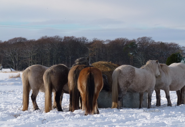 Doing what they do best.................eating !