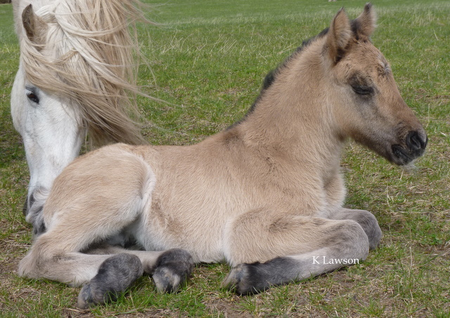 Maddy's colt, April 2011