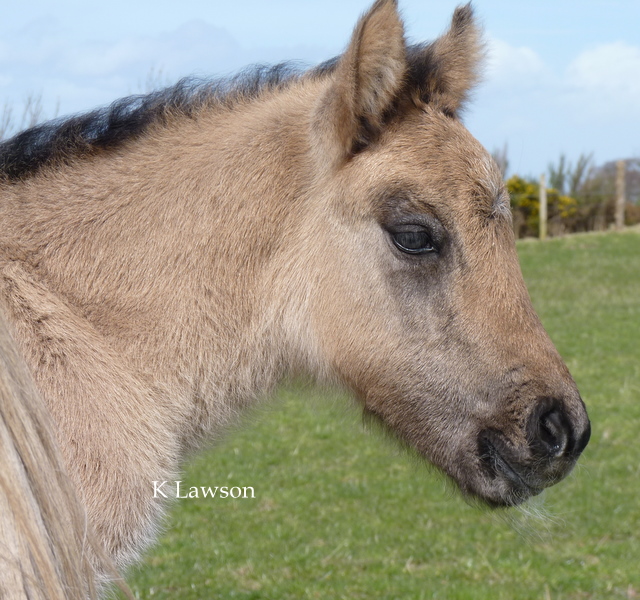 Maddy's colt, April 2011