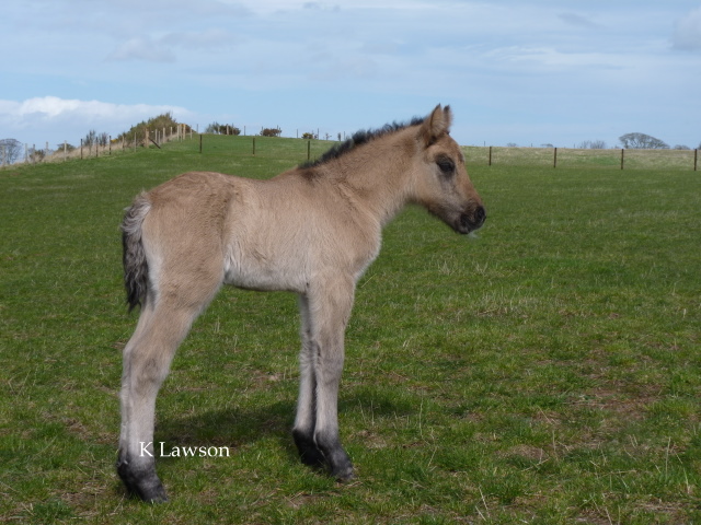 Maddy's colt, April 2011