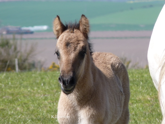 Sylvie's colt foal 2011