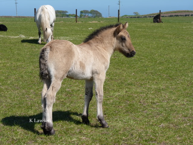Lochlands Rocket Man 2011