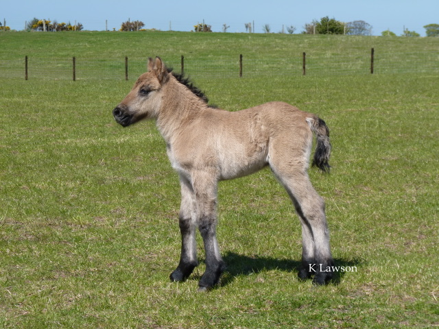 Sylvie's colt foal 2011