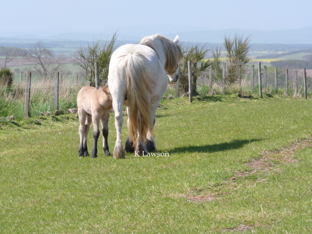 Sylvie's colt foal 2011