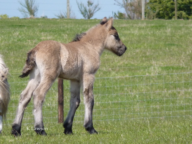 Sylvie's colt foal 2011