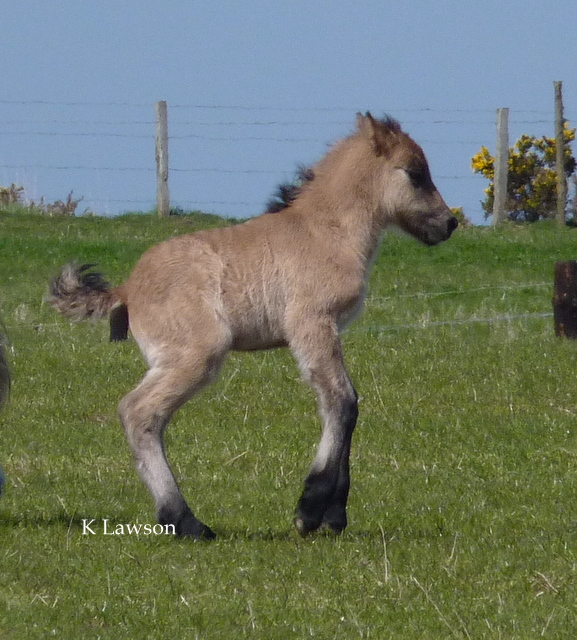 Sylvie's colt foal 2011