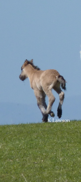 Sylvie's colt foal 2011